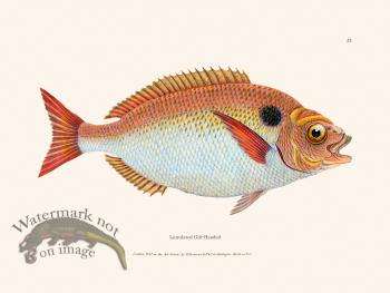 021 Lunulated Gilt-Headed